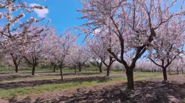 İspanya, Lleida 'da şeftali ağaçlarının tarlaları, parlak pembe çiçeklerle çiçek açar, açık mavi gökyüzünün altında çiçeklerin havadan görünüşü