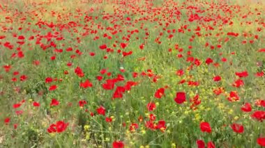 Akdeniz gelincikleri kırmızı çiçekler ilkbahar çayır klipsi görüntüler hava aracı görüntüsü