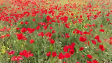Kırmızı Akdeniz gelincikleriyle canlı bahar çayırlarının havadan görünüşü İspanya 'nın doğasını ön plana çıkaran renk ve yaşamla doludur.