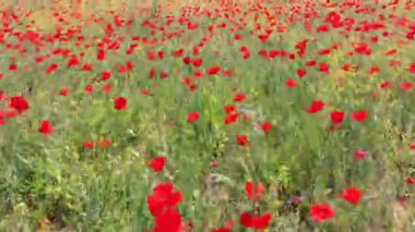 Akdeniz gelincikleri kırmızı çiçekler ilkbahar çayır klipsi görüntüler hava aracı görüntüsü