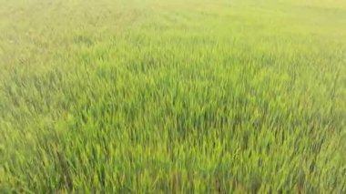 Akdeniz 'de ilkbaharda ekilen buğday gevreği tarlasının havadan görünüşü, arazi boyunca yeşil ekinler, büyümenin sinyallerini veriyor..