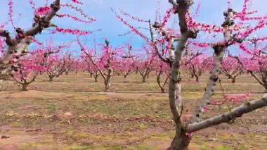 Canlı pembe çiçekler, İspanya 'nın Lleida kentindeki tarlalarda şeftali ağaçlarını süslüyor. İlkbahar hava manzarası çiçek açan meyve bahçelerinin güzelliğini gösteriyor.