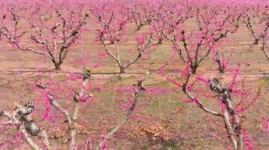 Bahar pembe çiçekleri İspanya 'nın Lleida kentindeki meyve ağacı tarlalarını kaplıyor, şeftali ağaçları güzel bir şekilde çiçek açıyor.