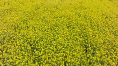 Akdeniz sarı çiçekleri ilkbahar çayır klipsi görüntüsü hava aracı görüntüsü