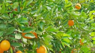 Olgun meyvelerle dolu portakal ağaçları, İspanya zengin Akdeniz tarım yeşilliği ve renkli portakallar gelişen bir tarım manzarasını ön plana çıkarıyor
