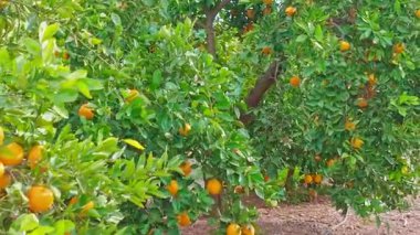 Olgun meyvelerle dolu portakal ağaçları, İspanya zengin Akdeniz tarım yeşilliği ve renkli portakallar gelişen bir tarım manzarasını ön plana çıkarıyor