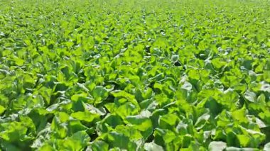 İspanya 'da Akdeniz' deki yeşil marul tarlaları, insansız hava aracı manzarası, güneş ışığı altındaki bölgenin tarım zenginliği