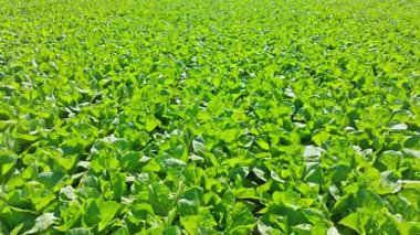 İspanya 'da Akdeniz' deki yeşil marul tarlaları, insansız hava aracı manzarası, güneş ışığı altındaki bölgenin tarım zenginliği