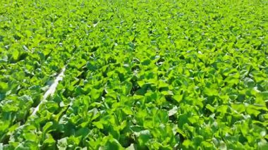 İspanya 'da Akdeniz' deki yeşil marul tarlaları, insansız hava aracı manzarası, güneş ışığı altındaki bölgenin tarım zenginliği