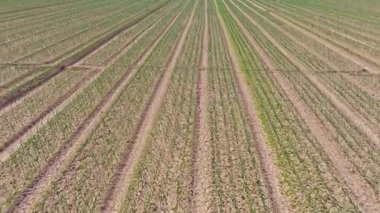 Akdeniz 'in tarım arazilerinde soğan bitkileri sıra sıra yetişiyor. İnsansız hava aracı açık hava koşulları altında tarlaya bakıyor.