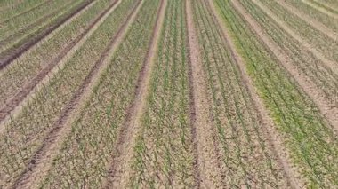 Akdeniz 'in tarım arazilerinde soğan bitkileri sıra sıra yetişiyor. İnsansız hava aracı açık hava koşulları altında tarlaya bakıyor.