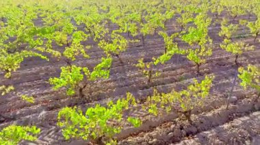Baharda İspanya 'da bir üzüm bağının hava perspektifi, tarımsal alanlarda parlak güneş ışığı altında büyüyen yeşil asmalar.