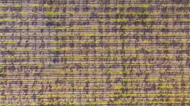 Baharda İspanya 'da bir üzüm bağının hava perspektifi, tarımsal alanlarda parlak güneş ışığı altında büyüyen yeşil asmalar.