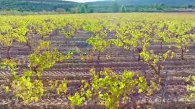 Baharda İspanya 'da bir üzüm bağının hava perspektifi, tarımsal alanlarda parlak güneş ışığı altında büyüyen yeşil asmalar.