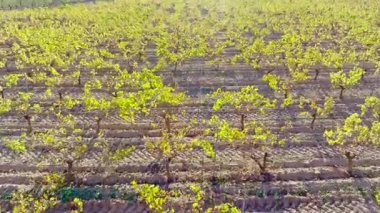 Baharda İspanya 'da bir üzüm bağının hava perspektifi, tarımsal alanlarda parlak güneş ışığı altında büyüyen yeşil asmalar.