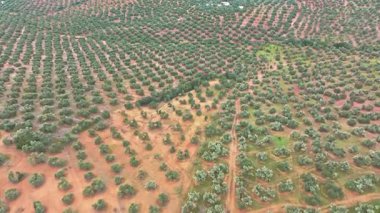 İspanya 'nın Endülüs kentindeki bir tarlada zeytin ağaçlarını gösteren hava manzarası