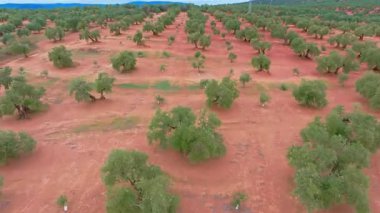 İspanya 'nın Endülüs bölgesinde sıra sıra zeytin ağaçlarını gösteren hava manzaralı alan zeytinyağı üretimi için ekilmiştir.