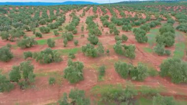 İspanya 'nın Endülüs kentindeki bir tarlada zeytin ağaçlarını gösteren hava manzarası