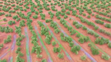 İspanya 'nın Endülüs bölgesinde sıra sıra zeytin ağaçlarını gösteren hava manzaralı alan zeytinyağı üretimi için ekilmiştir.