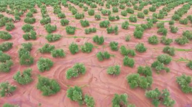 İspanya 'nın Endülüs kentindeki bir tarlada zeytin ağaçlarını gösteren hava manzarası