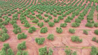 İspanya 'nın Endülüs bölgesinde sıra sıra zeytin ağaçlarını gösteren hava manzaralı alan zeytinyağı üretimi için ekilmiştir.