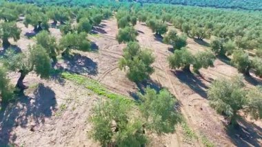 İspanya 'nın Endülüs bölgesinde sıra sıra zeytin ağaçlarını gösteren hava manzaralı alan zeytinyağı üretimi için ekilmiştir.