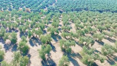 İspanya 'nın Endülüs kentindeki bir tarlada zeytin ağaçlarını gösteren hava manzarası