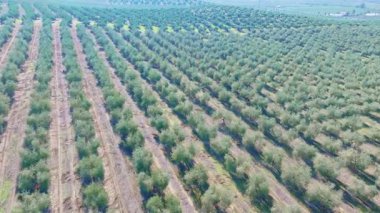 İspanya 'nın Endülüs kentindeki bir tarlada zeytin ağaçlarını gösteren hava manzarası