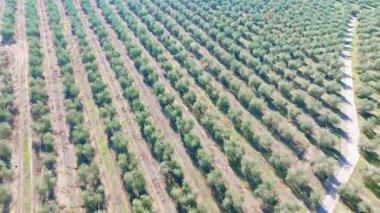 İspanya 'nın Endülüs bölgesinde sıra sıra zeytin ağaçlarını gösteren hava manzaralı alan zeytinyağı üretimi için ekilmiştir.