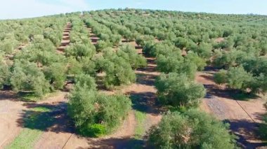 İspanya 'nın Endülüs kentindeki bir tarlada zeytin ağaçlarını gösteren hava manzarası