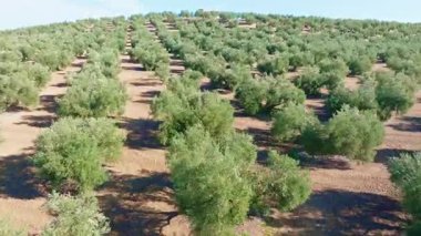 İspanya 'nın Endülüs bölgesinde sıra sıra zeytin ağaçlarını gösteren hava manzaralı alan zeytinyağı üretimi için ekilmiştir.