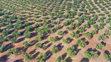 İspanya 'nın Endülüs kentindeki bir tarlada zeytin ağaçlarını gösteren hava manzarası