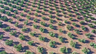 İspanya 'nın Endülüs kentindeki bir tarlada zeytin ağaçlarını gösteren hava manzarası