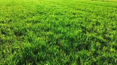 Asturias 'ın ilkbaharda yeşil çimenli bir çayır manzarası