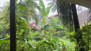 Quintana Roo, Meksika 'daki orman bahçesinde tropik fırtına sağanak yağış ve güçlü rüzgarlar, dramatik ve yoğun yağmurlu atmosfer