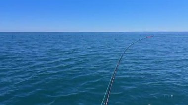 Ton balıklarıyla avlanan balıkçılar, balık ve martılar avlar.