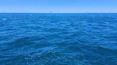 Ton balıklarıyla avlanan balıkçılar, balık ve martılar avlar.