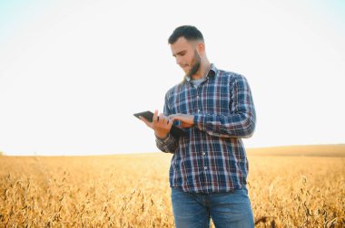 Agronomist tarlada yetişen soya fasulyesi ekinlerini inceliyor. Tarım üretim konsepti. Genç tarımcı yazın tarlada soya fasulyesi mahsulünü inceliyor. Soya tarlasında çiftçi