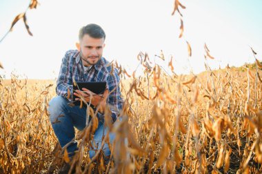 Agronomist tarlada yetişen soya fasulyesi ekinlerini inceliyor. Tarım üretim konsepti. Genç tarımcı yazın tarlada soya fasulyesi mahsulünü inceliyor. Soya tarlasında çiftçi