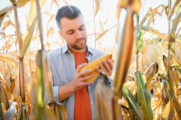 Muž Prohlíží Kukuřičné Pole Hledá Škůdce Úspěšný Zemědělský Zemědělský Podnik — Stock fotografie