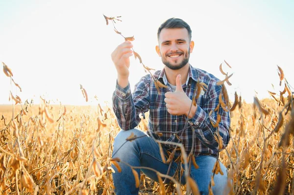 農業学者は農業分野の大豆作物を検査 農業概念 農場の大豆プランテーションの農家 — ストック写真