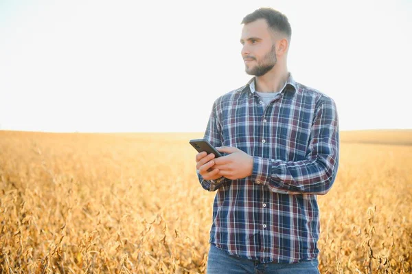 농부나 농학자가 콩밭을 검사하는 — 스톡 사진