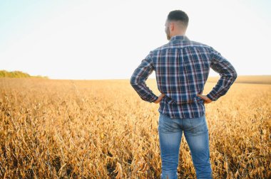 Agronomist tarım tarlasında soya fasulyesi hasadını teftiş ediyor - tarım kavramı - çiftlik soya fasulyesi tarlasında çiftçi