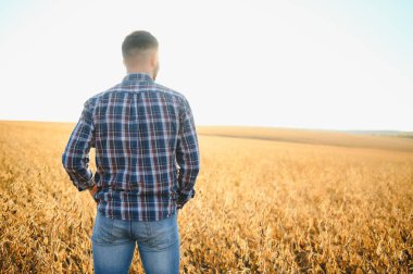 Agronomist tarım tarlasında soya fasulyesi hasadını teftiş ediyor - tarım kavramı - çiftlik soya fasulyesi tarlasında çiftçi
