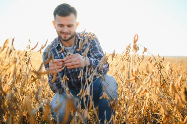 Tarımcı ya da çiftçi soya fasulyesi tarlasını inceliyor.