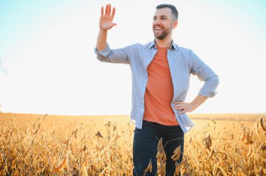 Soya tarlasında tarımcı çiftçi hasattan önce ekinleri kontrol ediyor. Organik gıda üretimi ve yetiştirilmesi