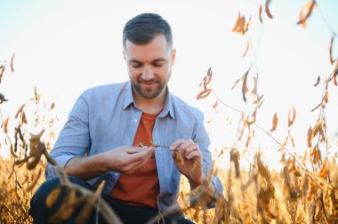 Tarımcı ya da çiftçi soya fasulyesi tarlasını inceliyor.