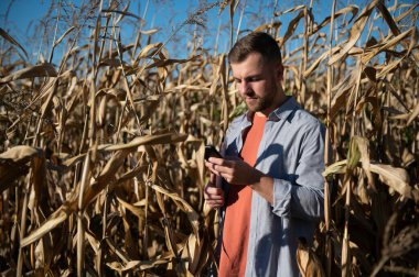 Bir adam mısır tarlasını teftiş ediyor ve zararlıları arıyor. Başarılı çiftçi ve tarım sektörü.