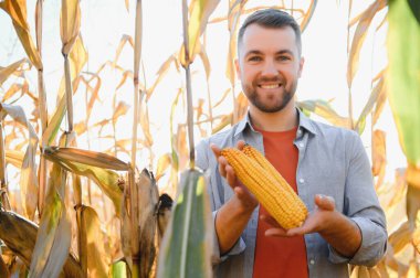 Bir adam mısır tarlasını teftiş ediyor ve zararlıları arıyor. Başarılı çiftçi ve tarım sektörü.