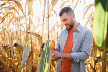 Bir adam mısır tarlasını teftiş ediyor ve zararlıları arıyor. Başarılı çiftçi ve tarım sektörü